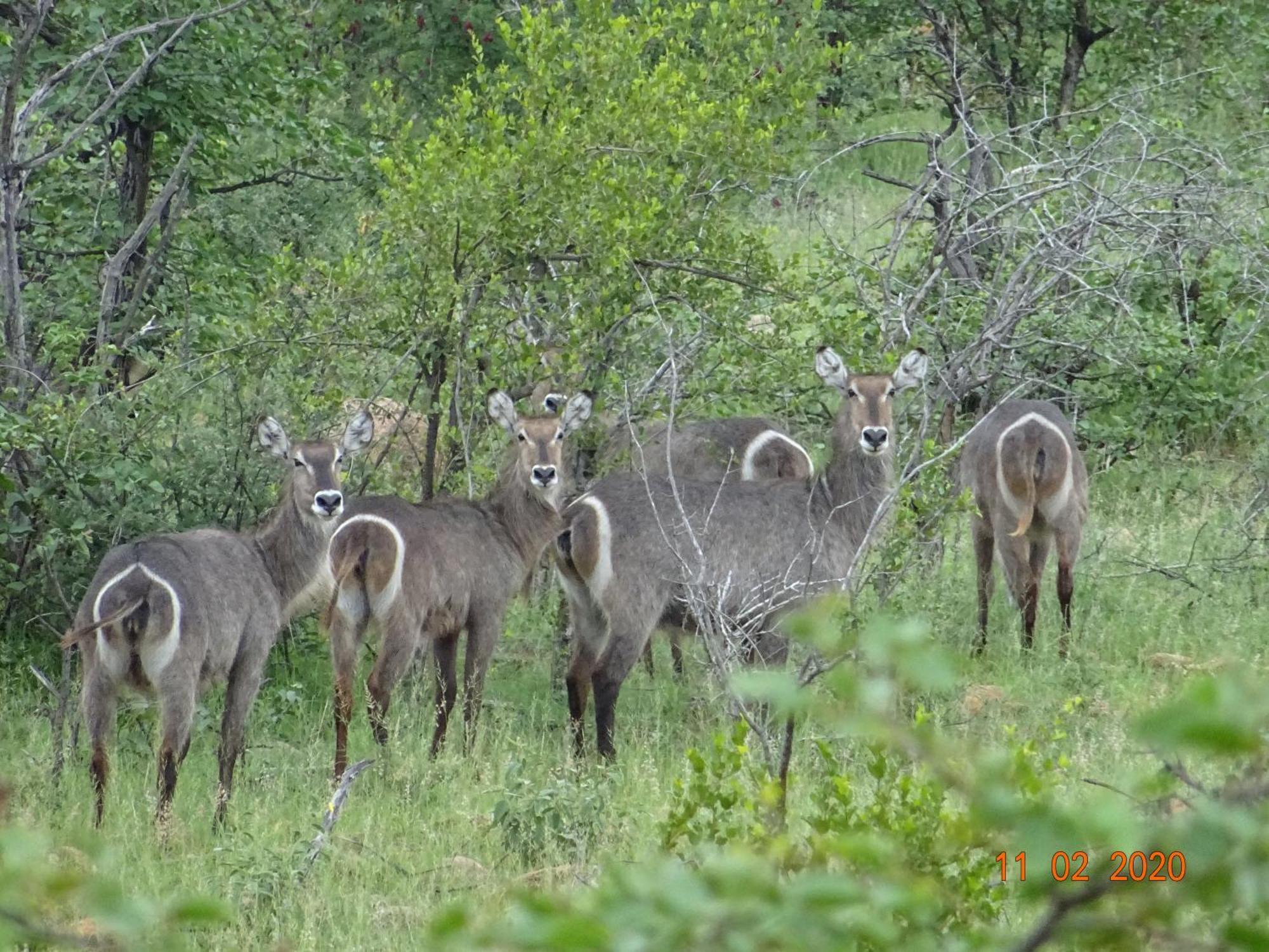Limpokwena Nature Reserve Tokio Extérieur photo