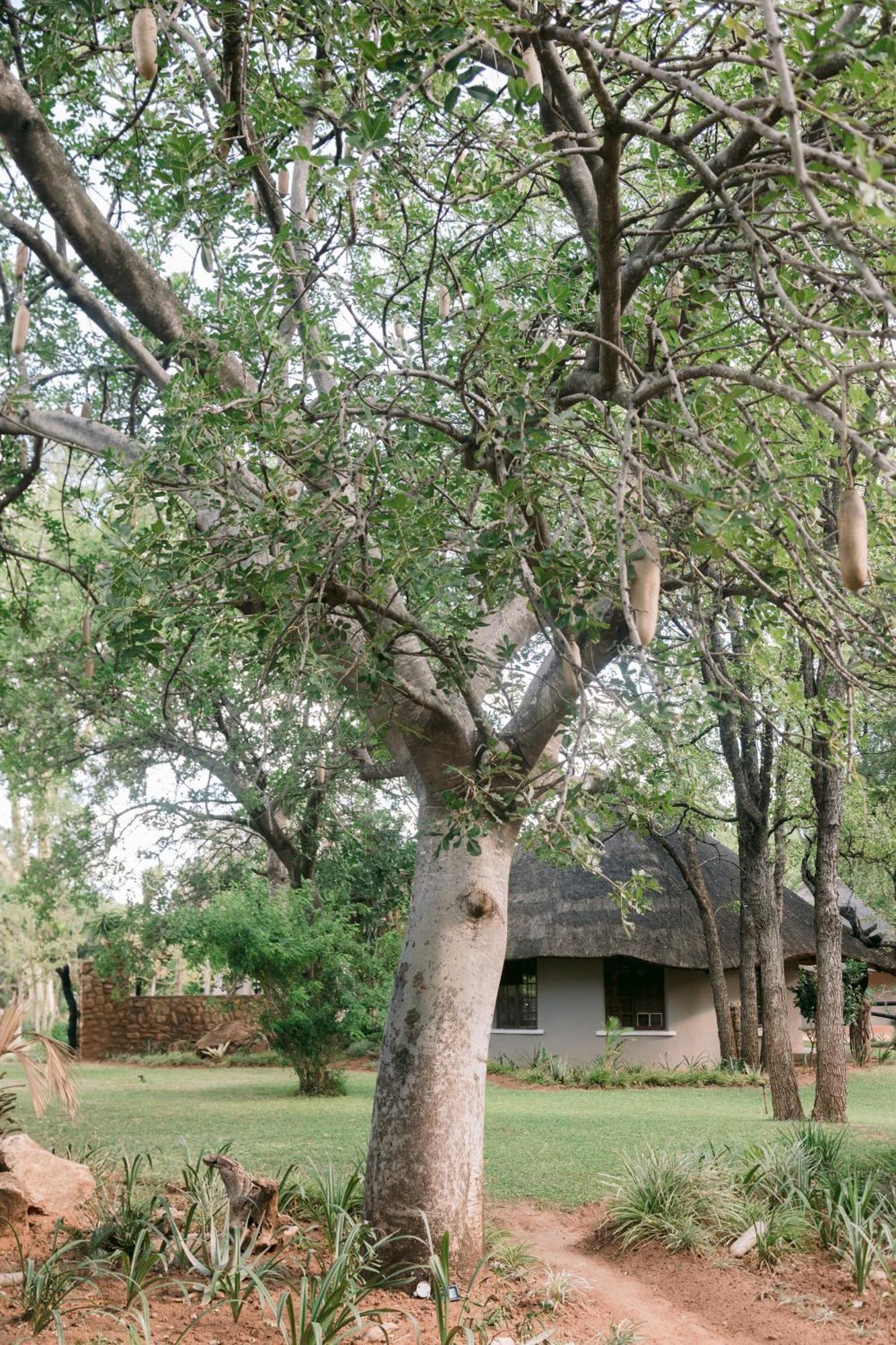 Limpokwena Nature Reserve Tokio Extérieur photo